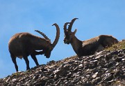 Venina, Masoni, Pes Gerna, tris di cime in cresta da Carona-Rif. Longo il 4 settembre 2023 - FOTOGALLERY